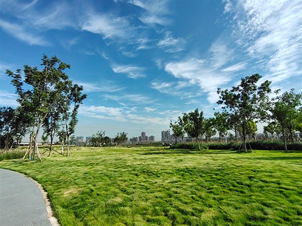 樹木養(yǎng)護(hù)管理技術(shù)措施